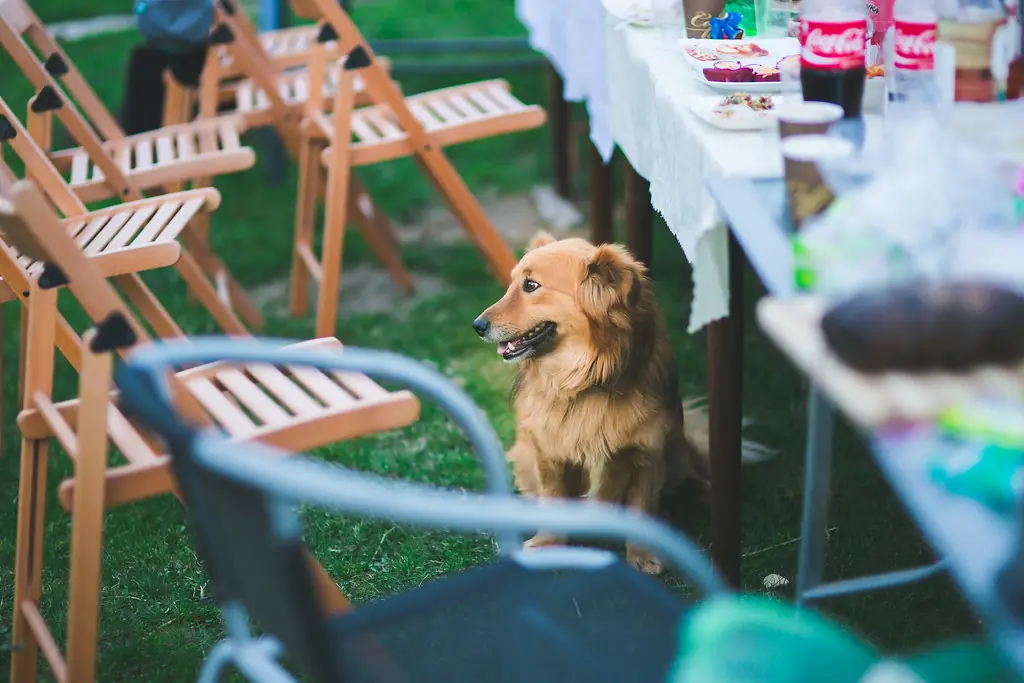 Wooden folding chairs set out at a garden party